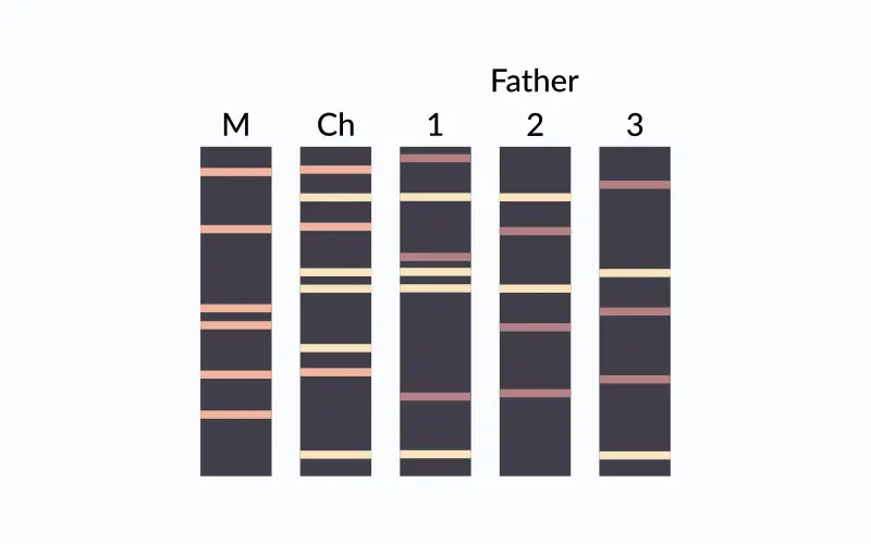 Wikimedia DNA paternity testing diagram. Results of genetic fingerprinting.