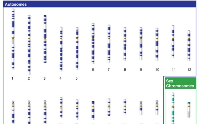 autosomes diagram