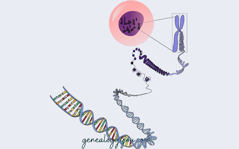 chromosomes RNA and DNA