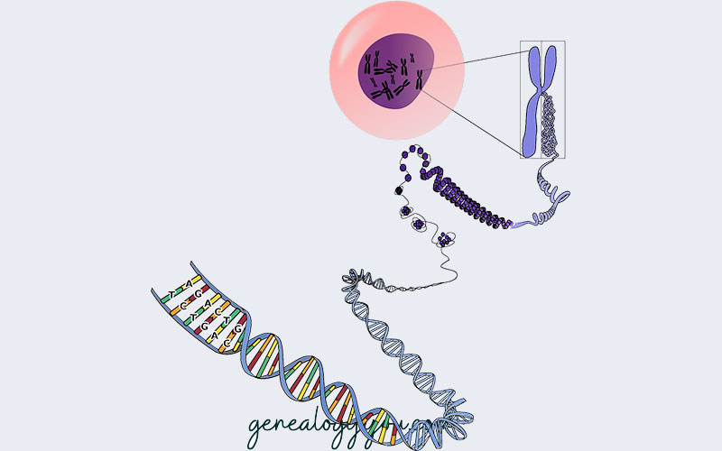 How Much DNA Do Half Siblings Share? - GenealogyYou