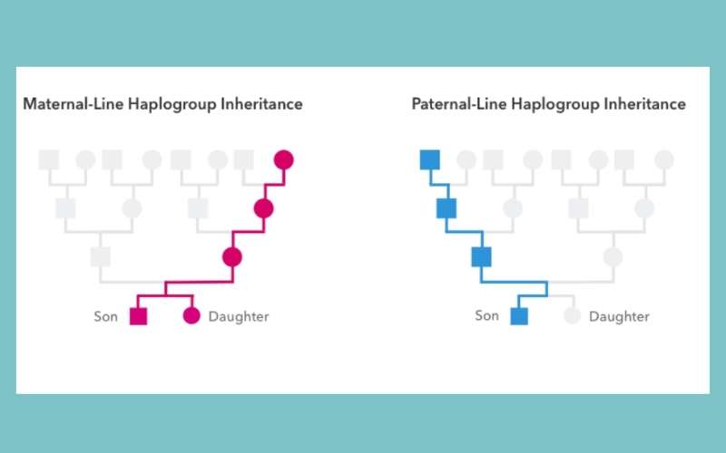 maternal and paternal haplogroup inheritance in blog post about how to find your haplogroup