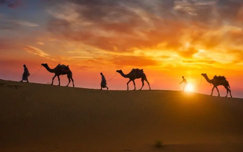 People and camels traveling on the dessert at dawn